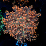 Peach FrogSpawn Euphyllia Coral with branching fleshy heads in reef aquarium