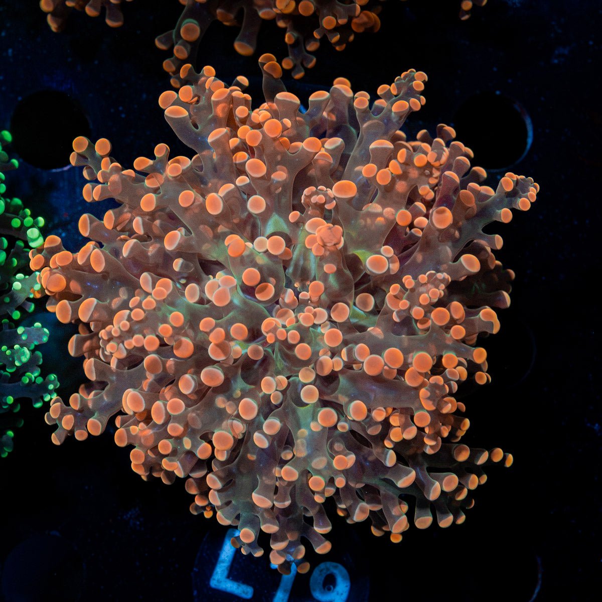 Peach FrogSpawn Euphyllia Coral with branching fleshy heads in reef aquarium