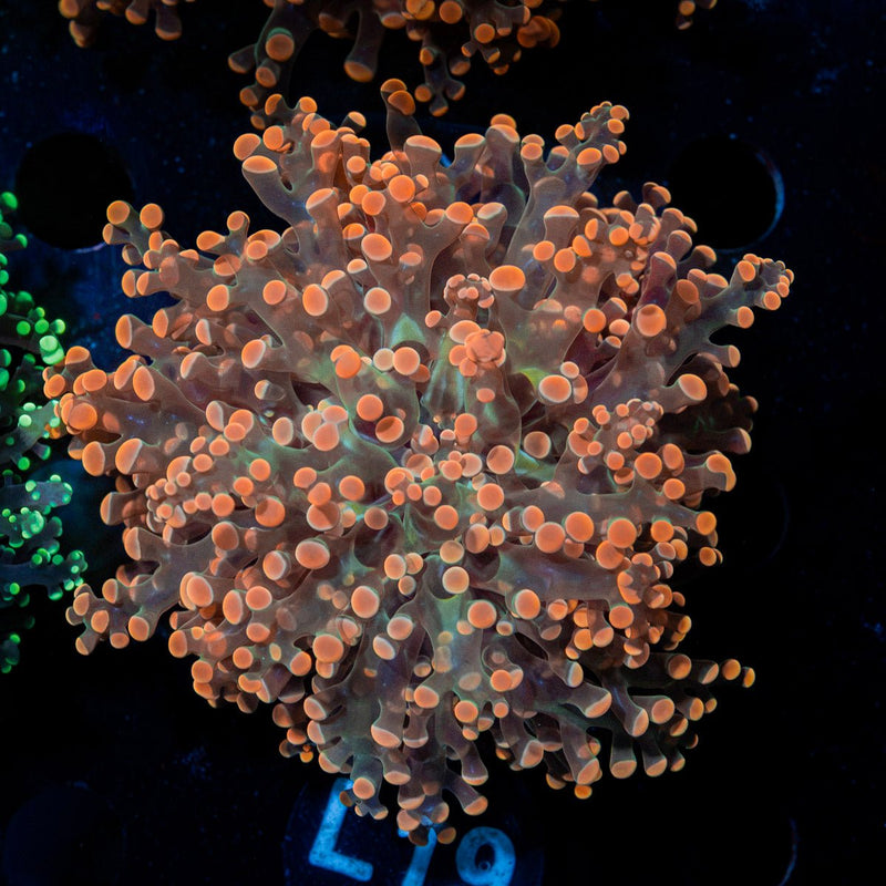 Peach FrogSpawn Euphyllia Coral with branching fleshy heads in reef aquarium