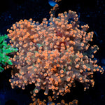 Peach FrogSpawn Euphyllia Coral with branching fleshy heads in reef aquarium