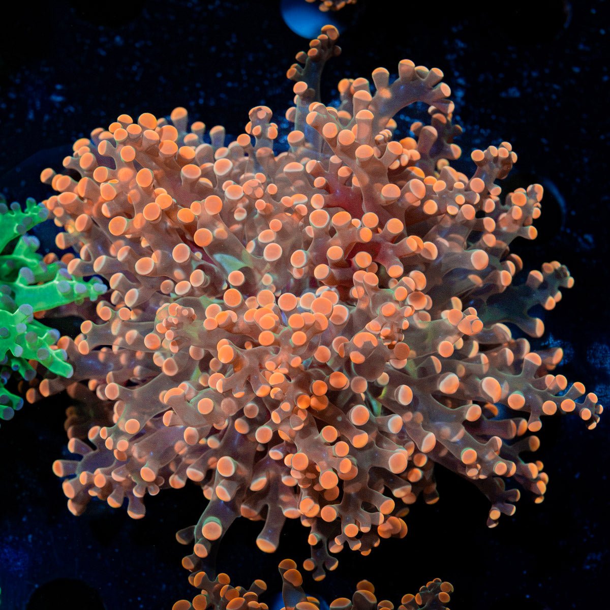 Peach FrogSpawn Euphyllia Coral with branching fleshy heads in reef aquarium