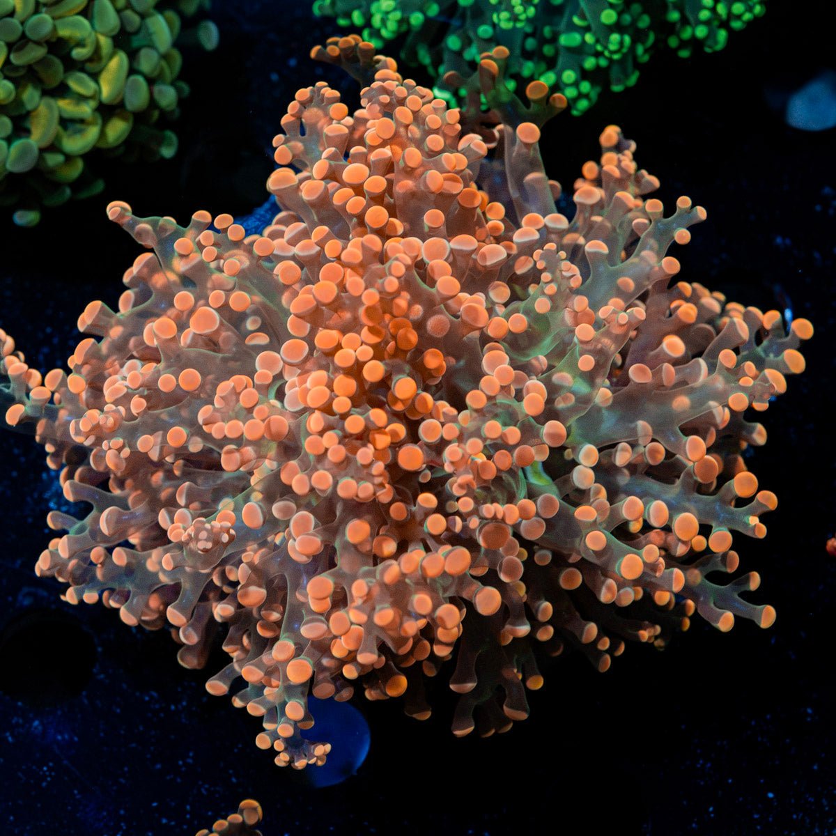 Peach FrogSpawn Euphyllia Coral with branching fleshy heads in reef aquarium