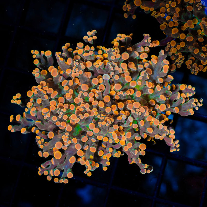 Peach Frogspawn Euphyllia Coral with branching fleshy heads in reef aquarium