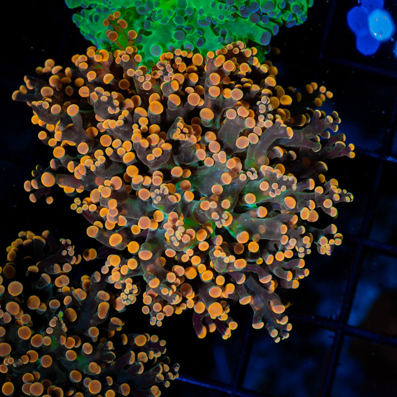 Peach Frogspawn Euphyllia Coral with branching fleshy heads in reef aquarium
