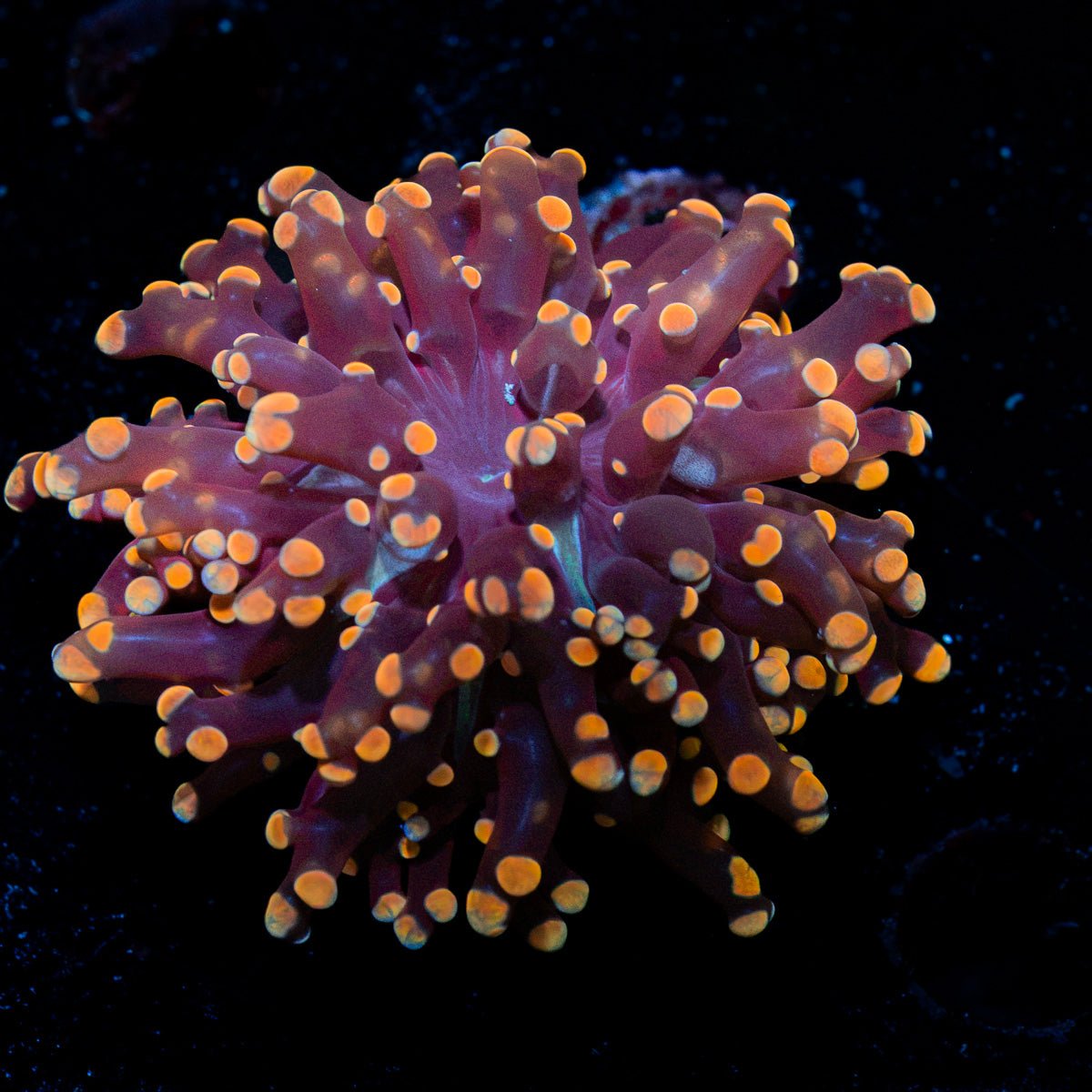 Peach Frogspawn Euphyllia Coral with branching fleshy heads in reef aquarium