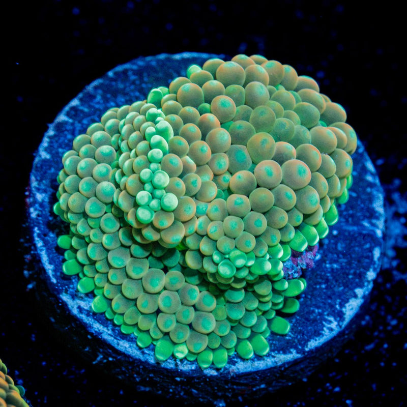 Peach Ricordea Mushroom coral with mushroom disc in reef aquarium