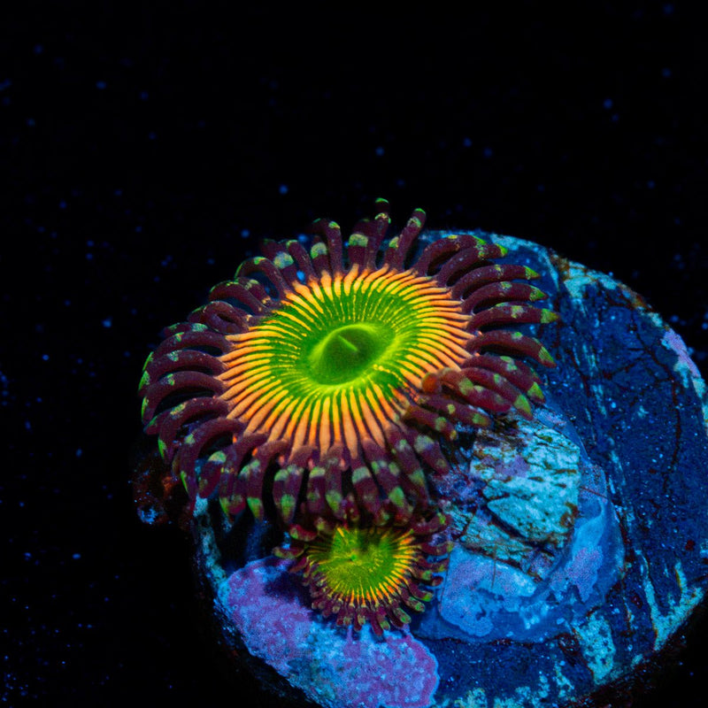Peach Tea Zoanthid Coral with colony growth in reef aquarium