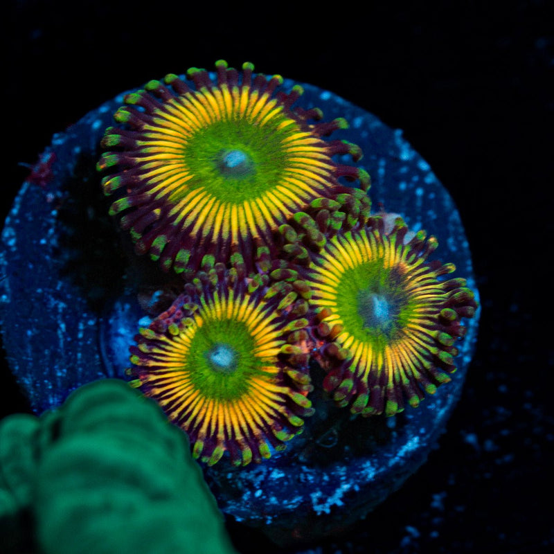 Peach Tea Zoanthid Coral colony growth in reef aquarium