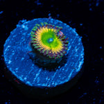 Peach Tea Zoanthid Coral colony growth in reef aquarium