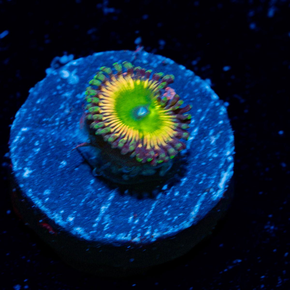 Peach Tea Zoanthid Coral colony growth in reef aquarium