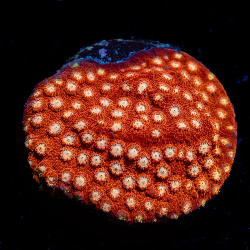 Peppermint Cpyreastrea Coral with encrusting growth in reef aquarium