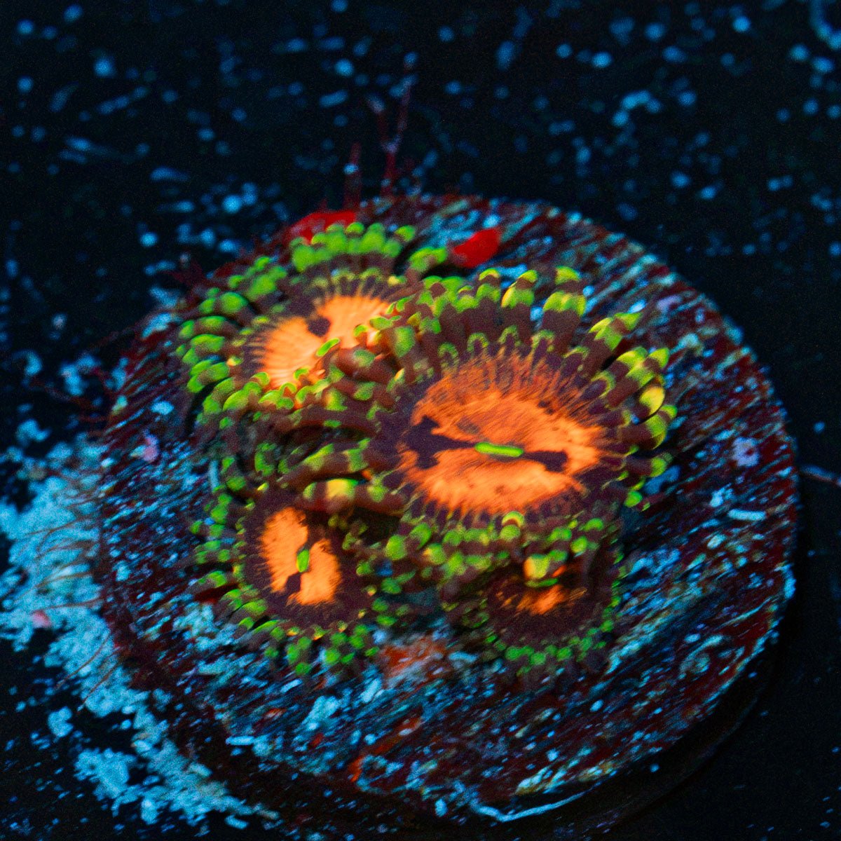 Phahian Plant Zoanthid Coral