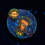 Pharania Plants Zoanthid Coral with colony growth in reef aquarium