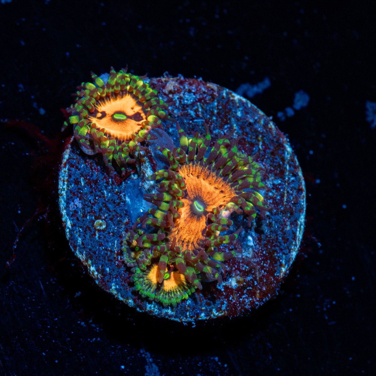 Pharania Plants Zoanthid Coral with colony growth in reef aquarium