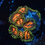 Pharania Plants Zoanthid Coral colony growth in reef aquarium