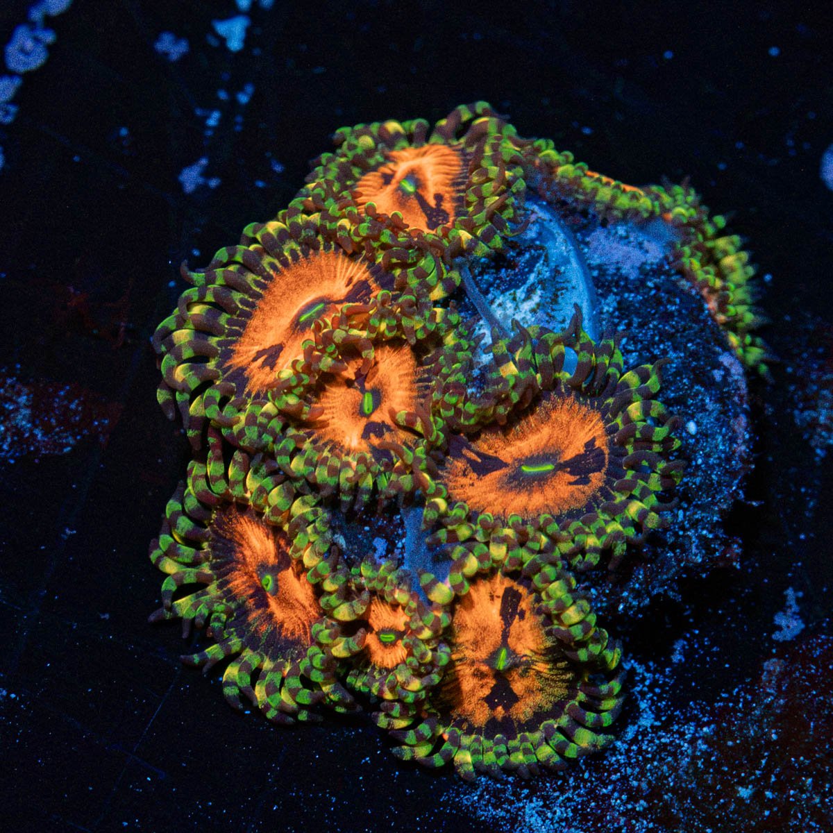 Pharania Plants Zoanthid Coral colony growth in reef aquarium
