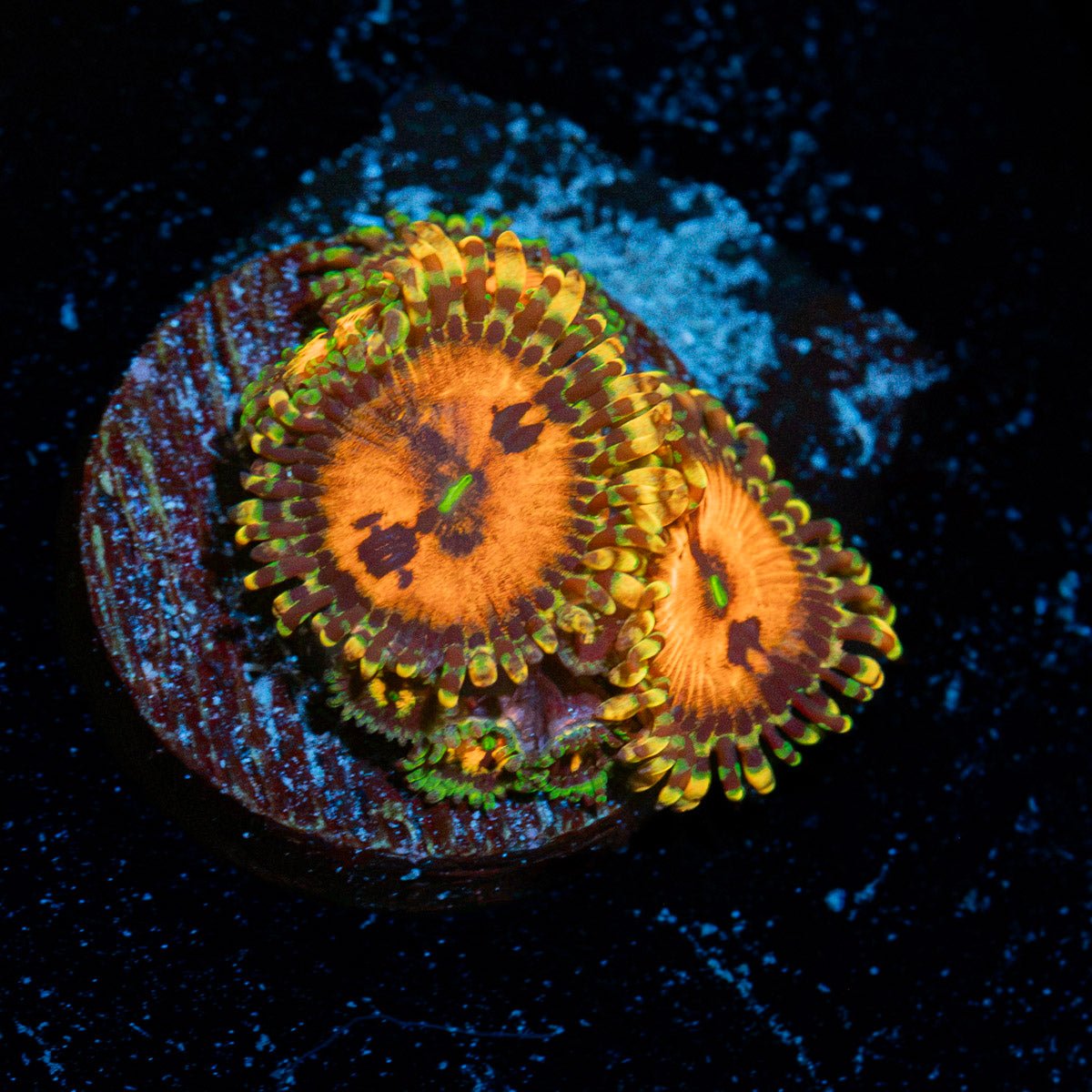 Pharina Plants Zoanthid Coral colony growth in reef aquarium