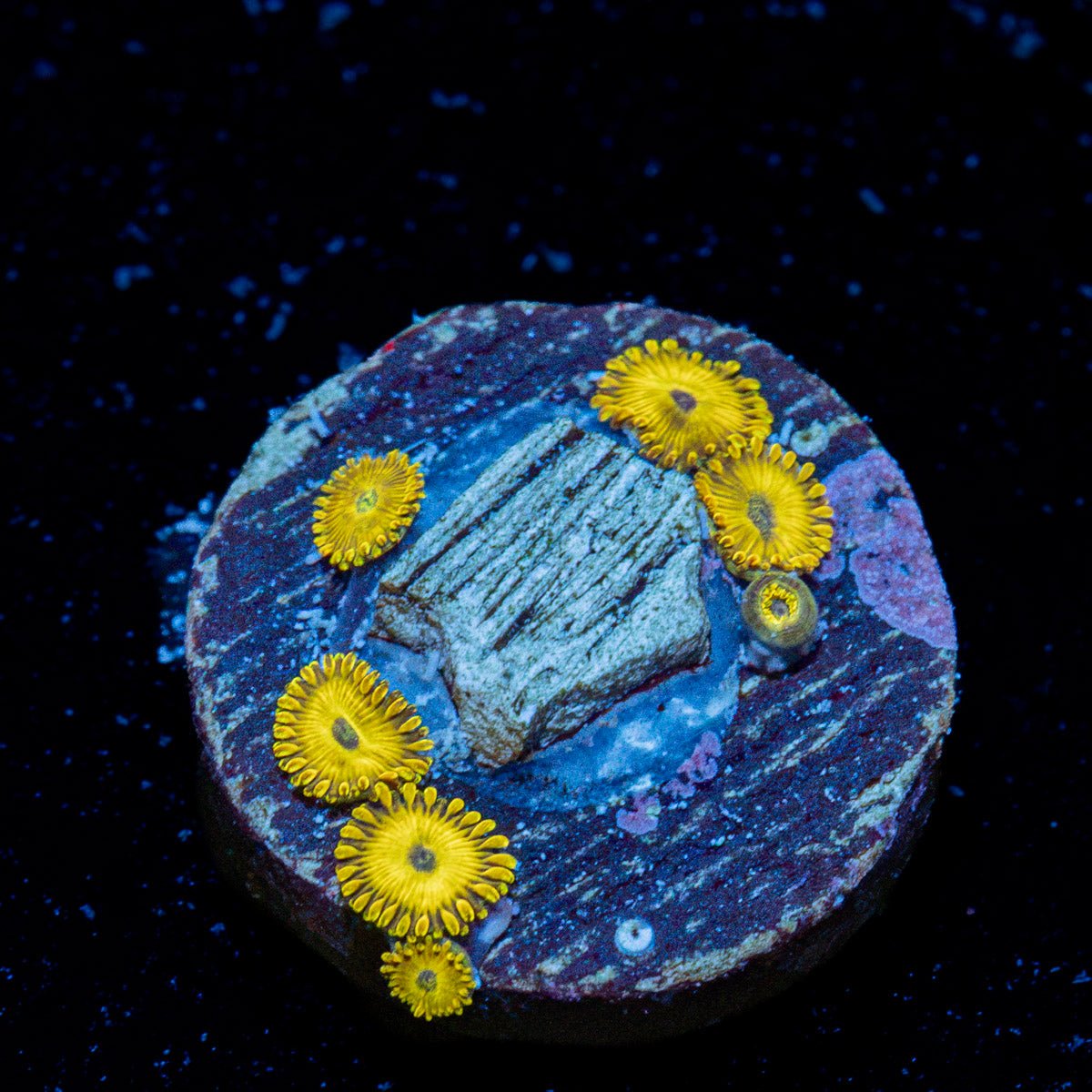 Pikachu Zoanthid Coral with colony growth in reef aquarium