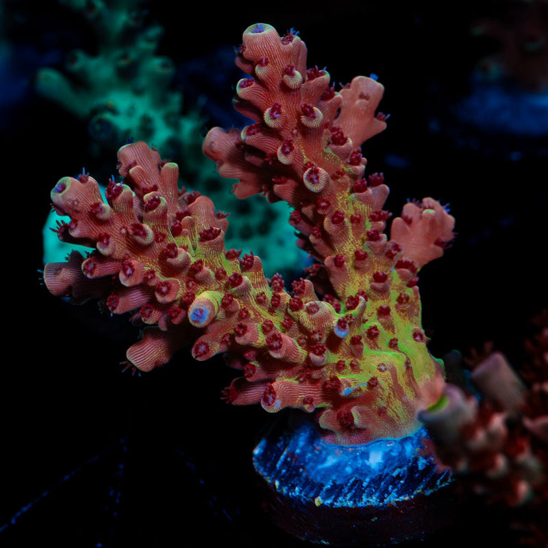 Pink Cadillac Acropora Coral with branching growth in reef aquarium