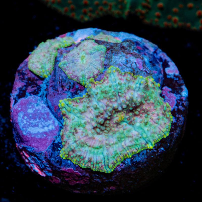 Pink Confetti Mushrooms Coral with mushroom disc in reef aquarium
