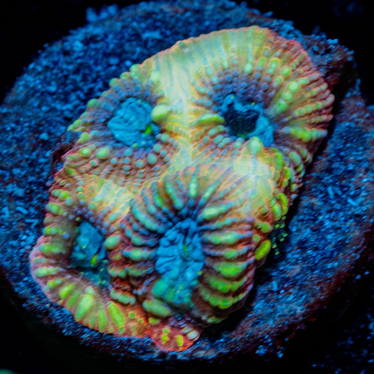Pink Elephant Favia Coral with encrusting growth in reef aquarium