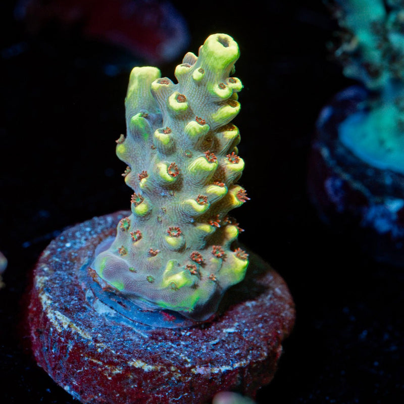 Pink Floyd Acropora Coral with branching growth in reef aquarium