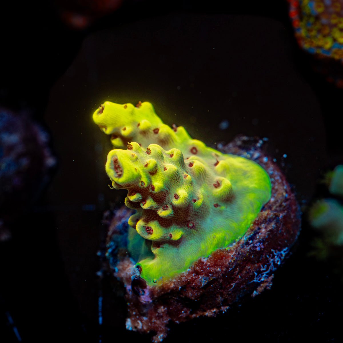 Pink Floyd Acropora Coral with branching growth in reef aquarium