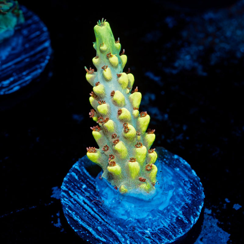 Pink Floyd Acropora Coral with branching growth in reef aquarium