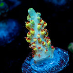 Pink Floyd Acropora showcasing branching growth in reef aquarium