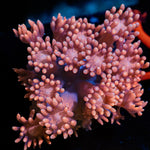 Pink Mamba Goniopora Coral with flower-like polyps in reef aquarium