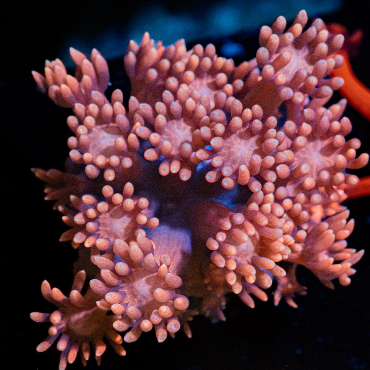 Pink Mamba Goniopora Coral with flower-like polyps in reef aquarium