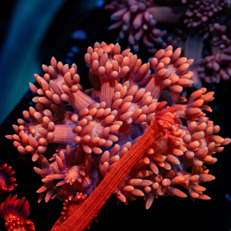 Pink Mamba Goniopora Coral with flower-like polyps in reef aquarium
