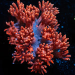 Pink Mamba Goniopora Coral with flower-like polyps in reef aquarium