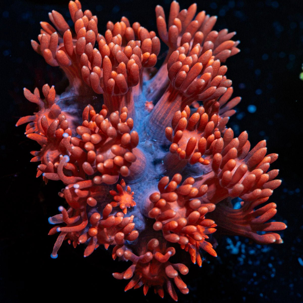 Pink Mamba Goniopora Coral with flower-like polyps in reef aquarium