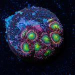 Pink PLasma Zoanthid coral colony growth in reef aquarium