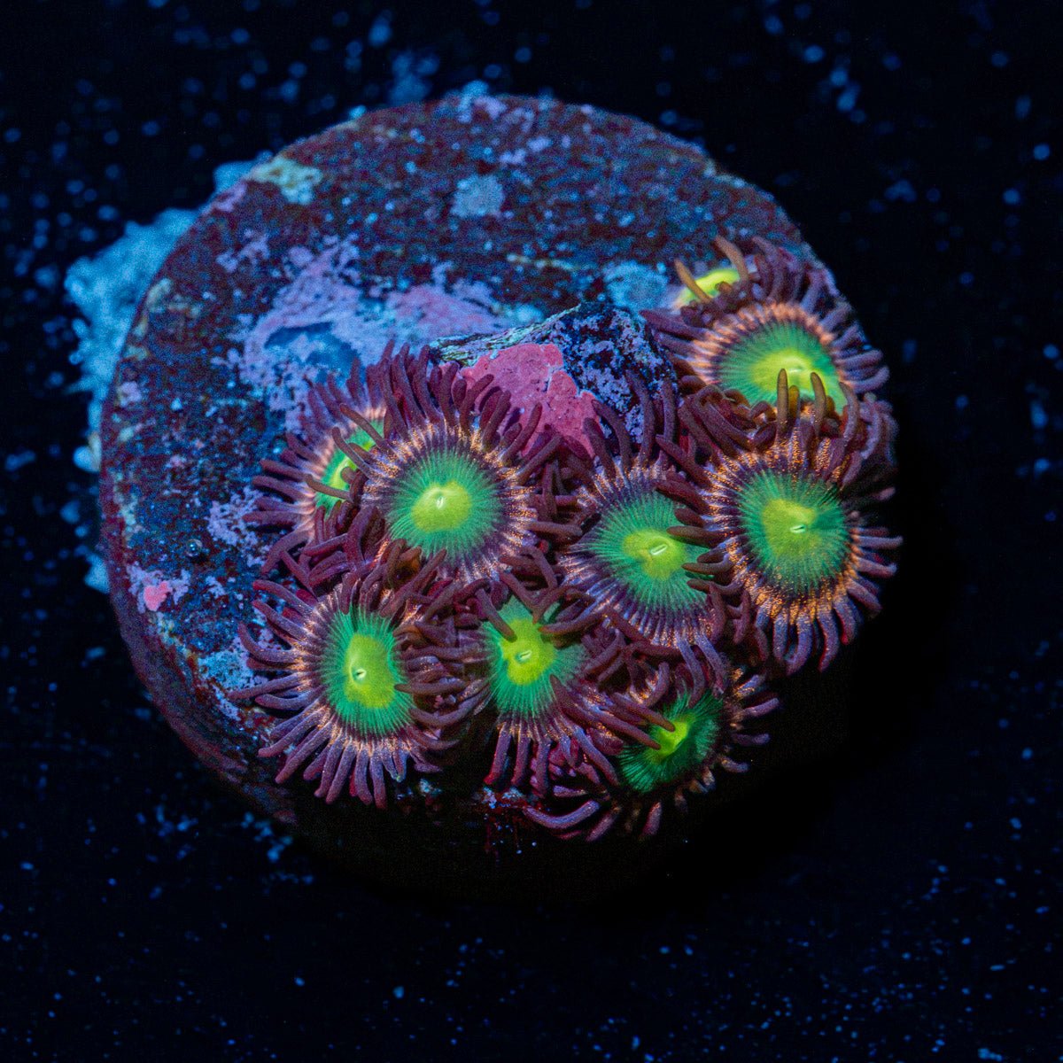 Pink PLasma Zoanthid coral colony growth in reef aquarium