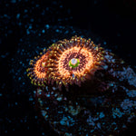 Pink Zippers Zoanthid Coral with colony growth in reef aquarium