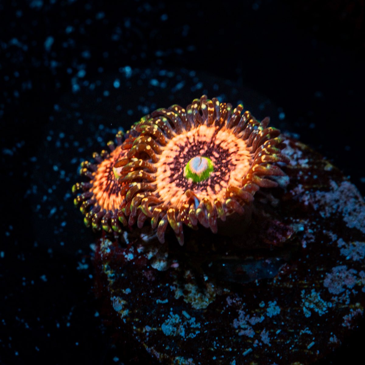 Pink Zippers Zoanthid Coral with colony growth in reef aquarium