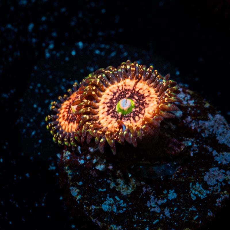 Pink Zippers Zoanthid Coral with colony growth in reef aquarium