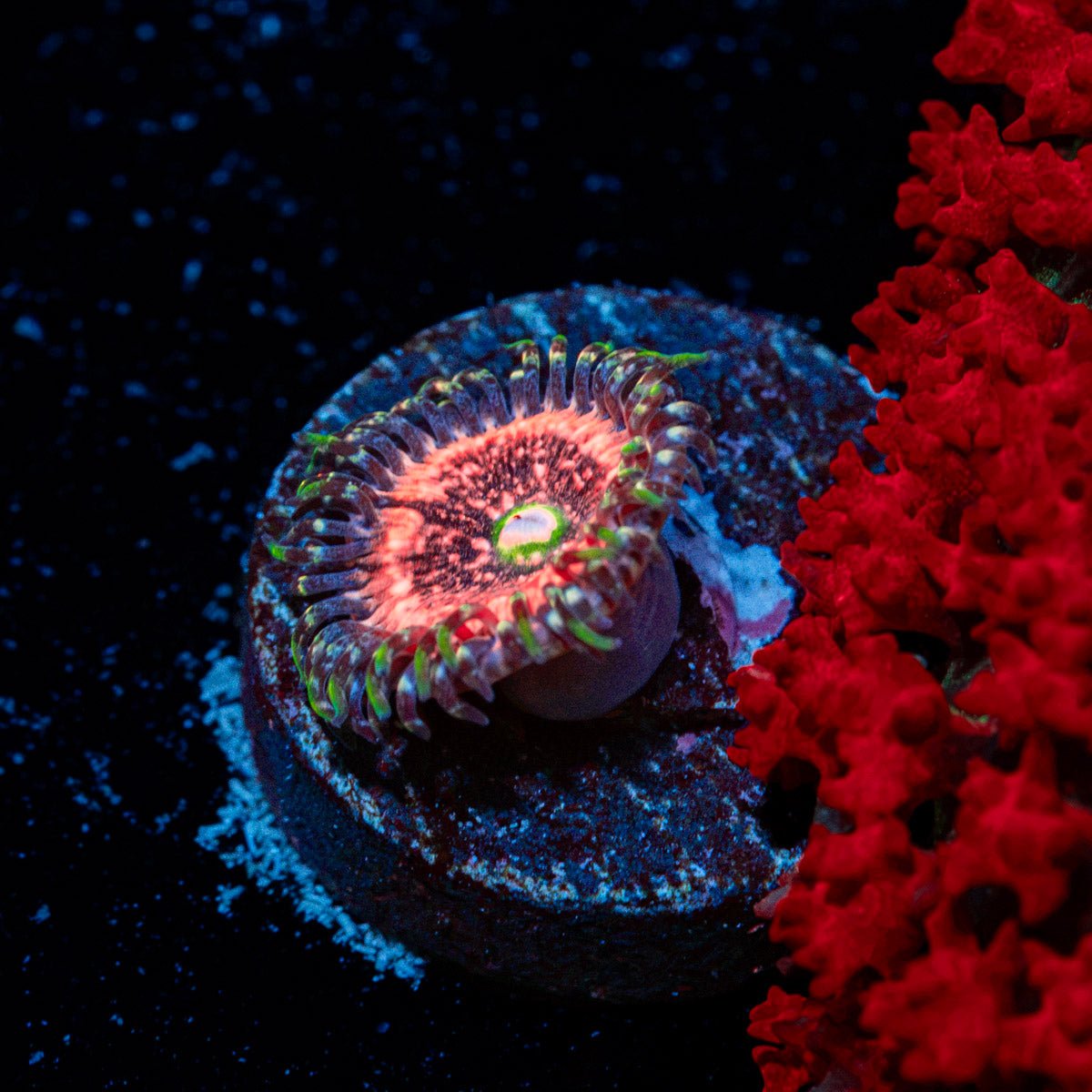Pink Zippers Zoanthid Coral colony growth in reef aquarium