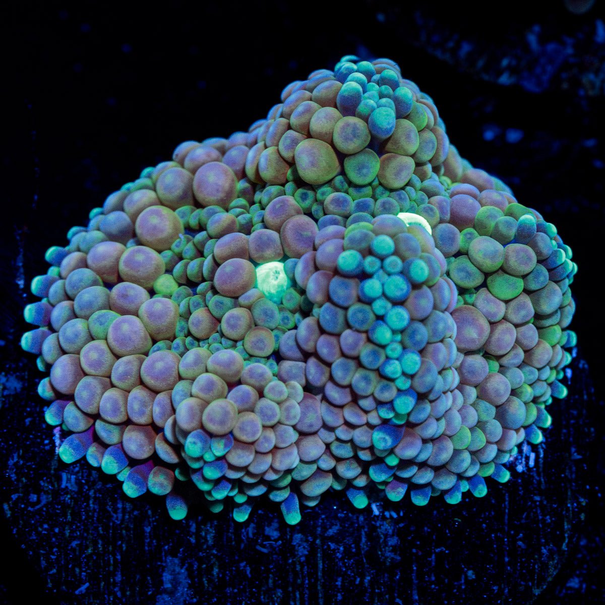 Pinky Ricordea Mushroom Coral with pink mushroom disc in reef aquarium