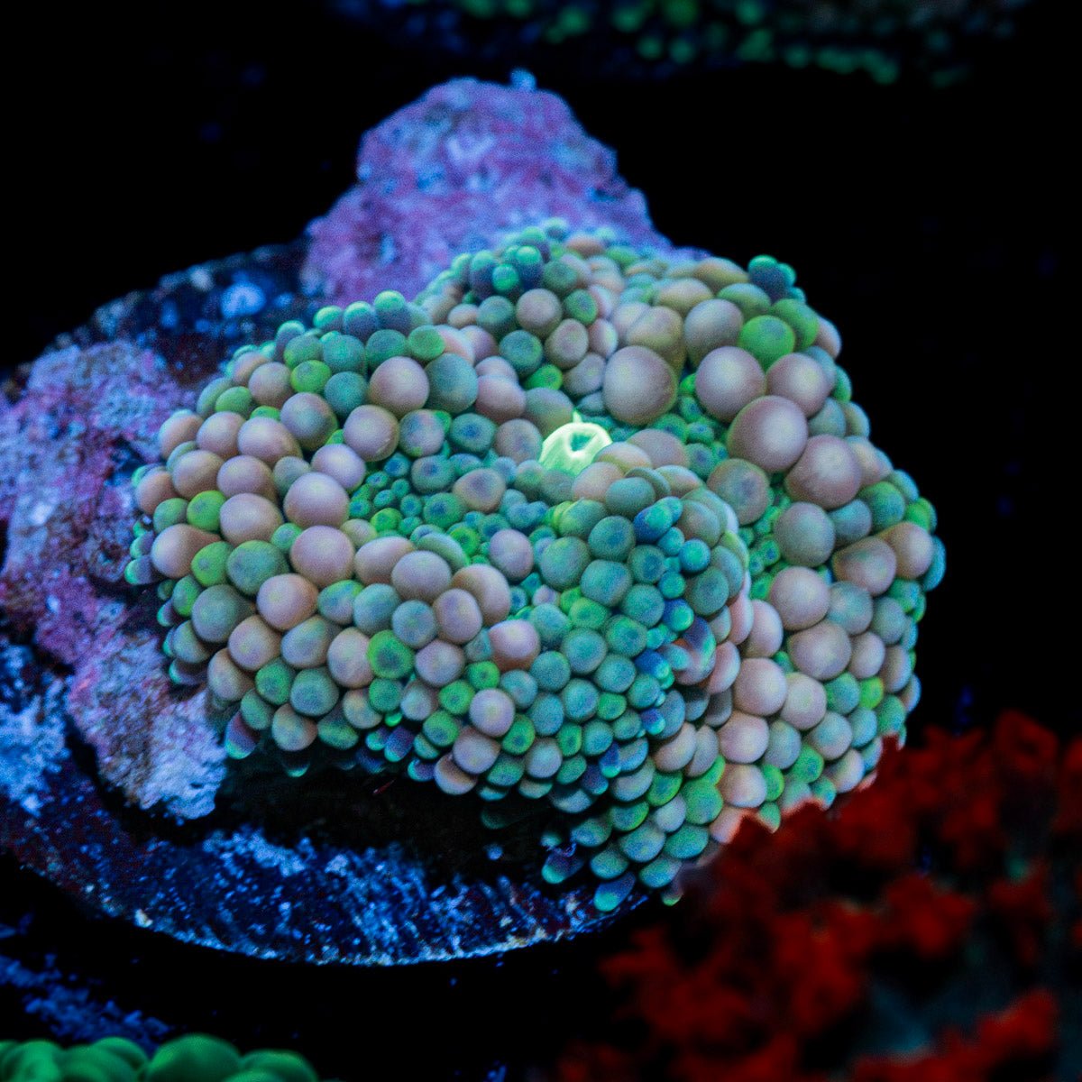 Pinky Ricordea Mushroom Coral with pink mushroom disc in reef aquarium
