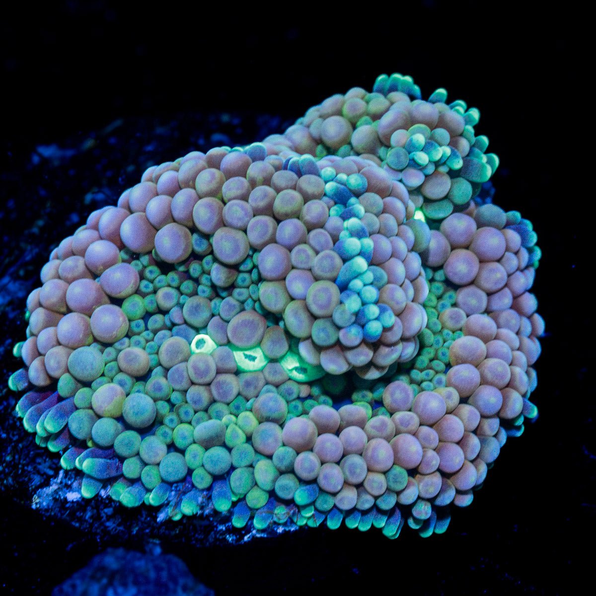 Pinky Ricordea Mushroom Coral with mushroom disc in reef aquarium