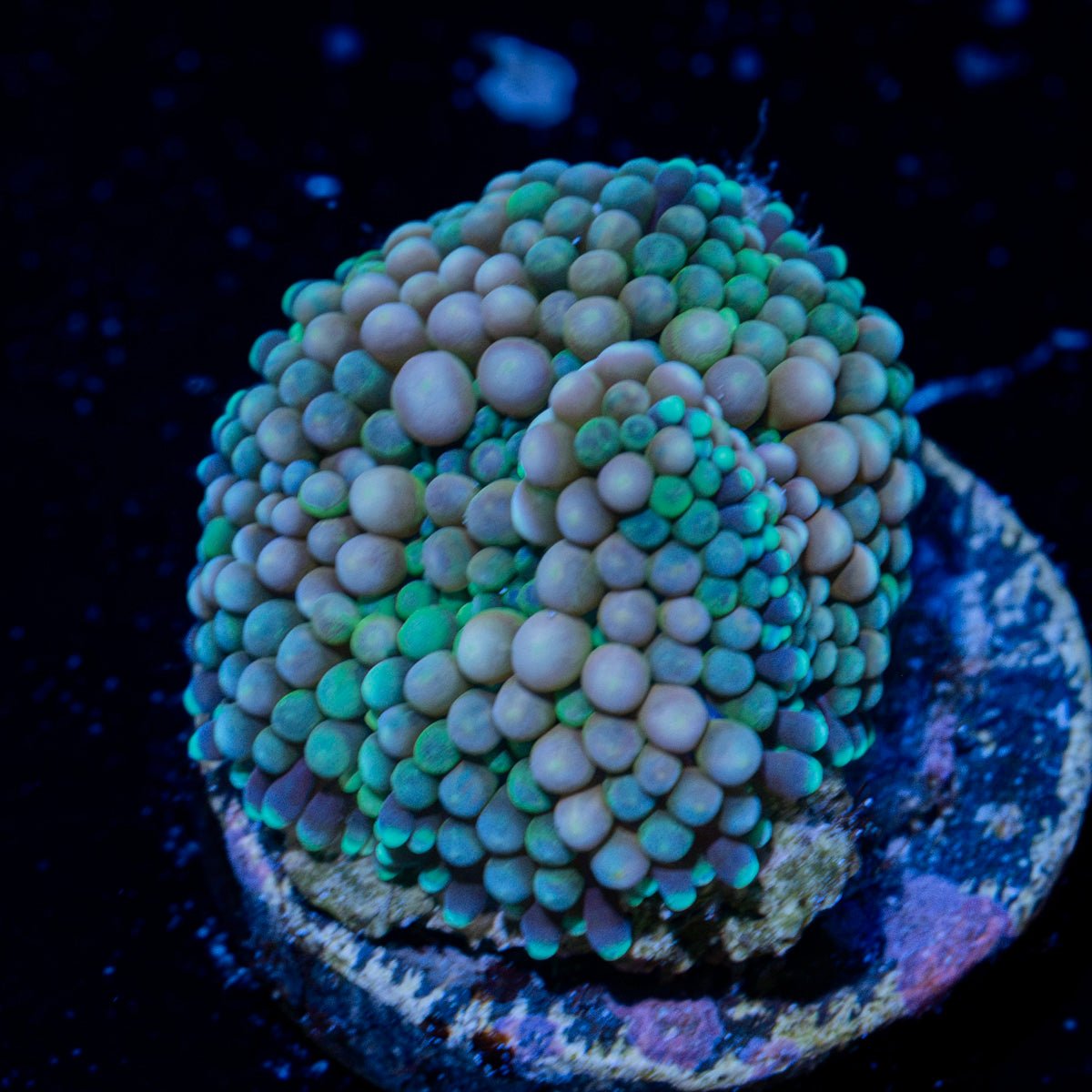 Pinky Ricordea Mushroom Coral with pink mushroom disc in reef aquarium