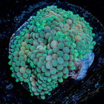 Pinky Ricordea Mushroom Coral with mushroom disc in reef aquarium