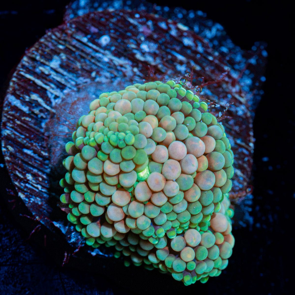 Pinky Ricordea Mushroom Coral