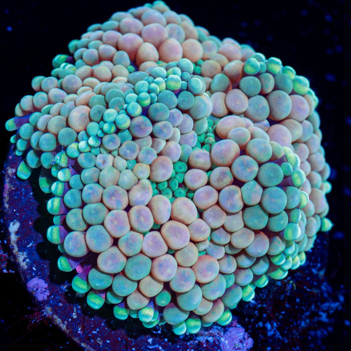 Pinky Ricordea Mushroom Coral