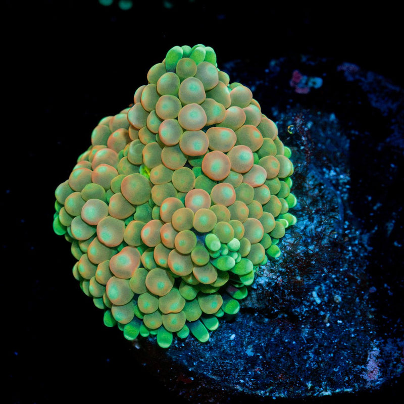 Pinky Ricordea Mushroom Coral with mushroom disc in reef aquarium