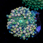 Pinky Ricordea Mushroom Coral with mushroom disc in reef aquarium