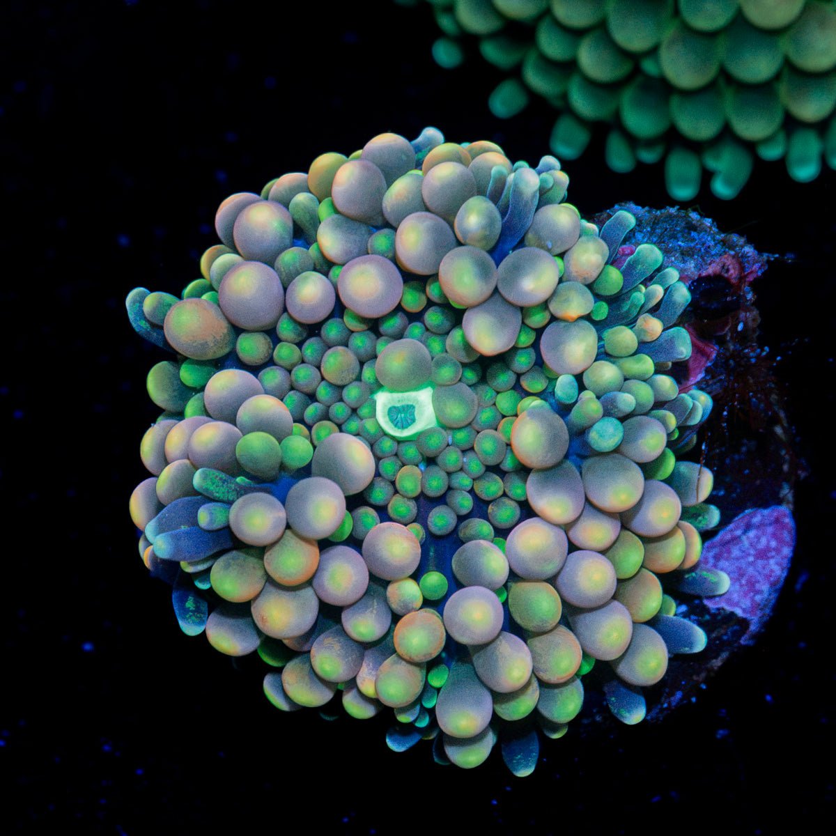 Pinky Ricordea Mushroom Coral with mushroom disc in reef aquarium